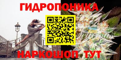 стаф Берёзовский