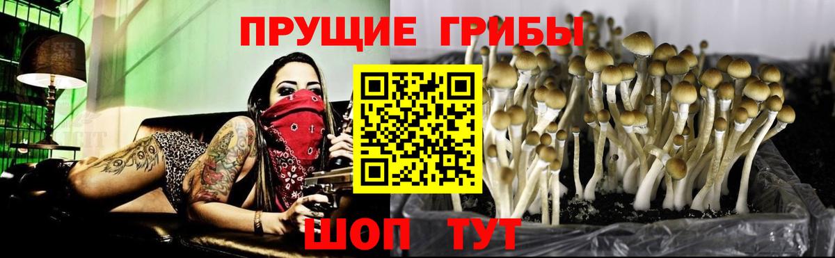 Псилоцибиновые грибы MAGIC MUSHROOMS  Вход с VPN  Гурьевск 